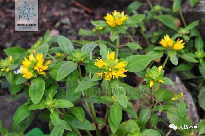 临时救助要病理报告吗,尿道结石和胆结石可以一起手术吗