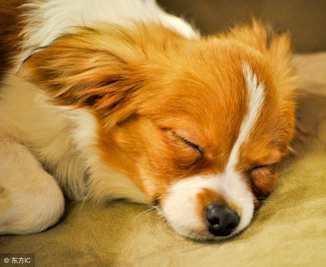 台湾兽医亲述狗粮致肾衰竭事件始末，前事不忘后事之师（五）