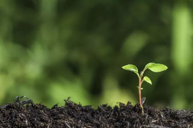 木霉菌到底是何方神圣?它是怎样防治病害的?