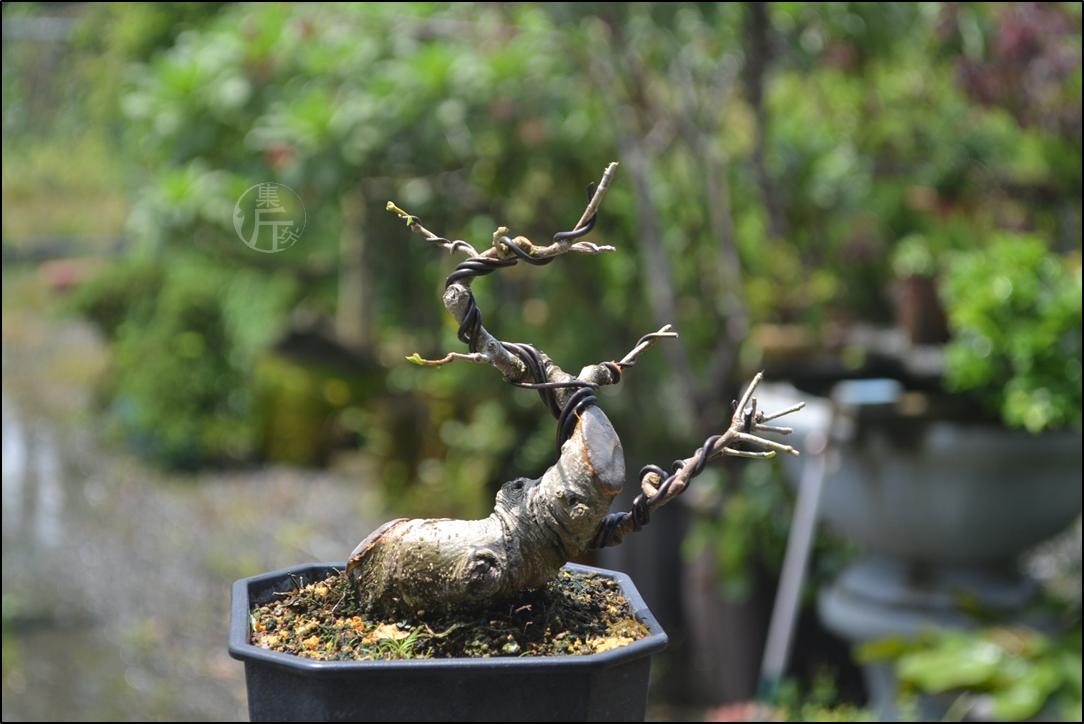 盆景有山有水,榕树盆景的造型