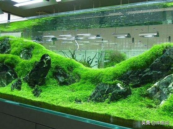 鱼缸加硝化细菌几天水能清,往鱼缸加硝化细菌有坏处吗