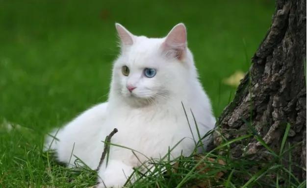 世人只知道猫可爱的一面,临清狮猫和布偶猫后代