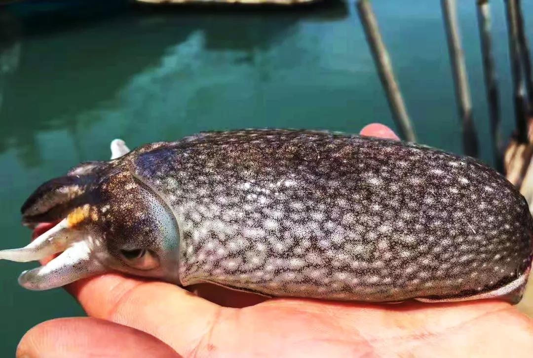 渔家女揭露海鲜市场黑幕,渔家女海鲜视频