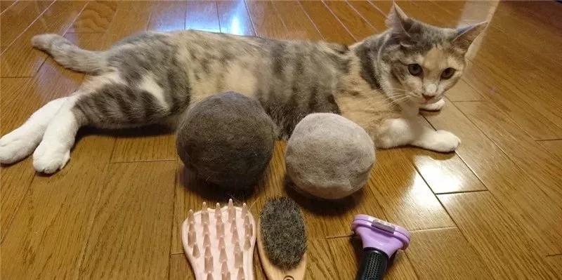 在路上捡回来的流浪猫给它洗澡,救助的流浪猫生病自己无能为力