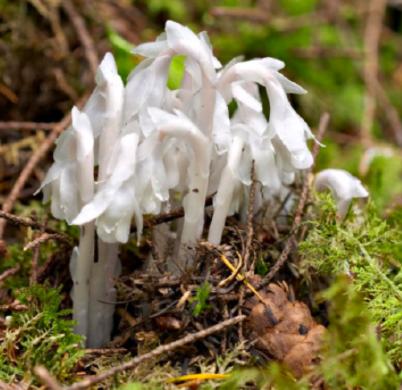 水晶兰被称为死亡之花它有剧毒吗,宁化发现大面积珍稀植物水晶兰