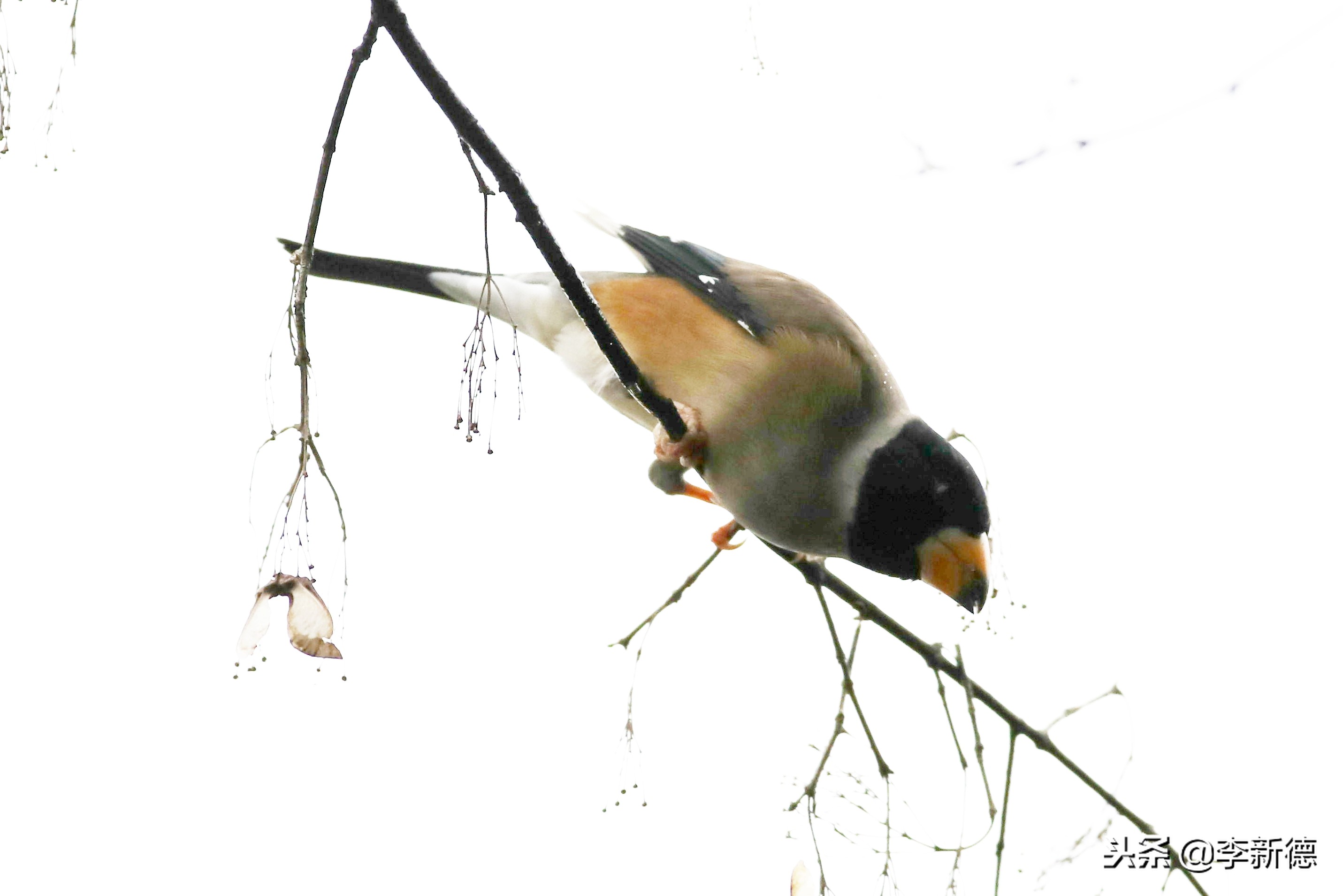 合肥高新区蜀峰湾,合肥市蜀峰湾