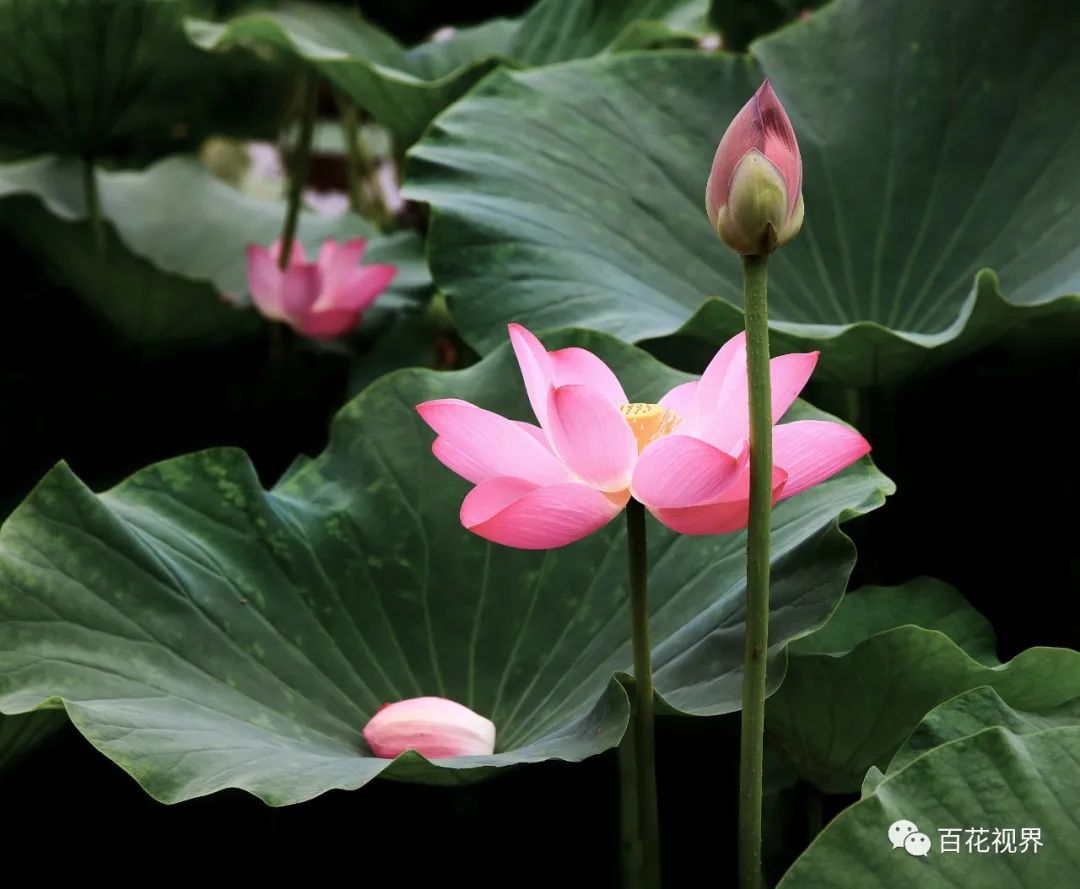 邯郸市女性摄影家,邯郸市女子摄影协会