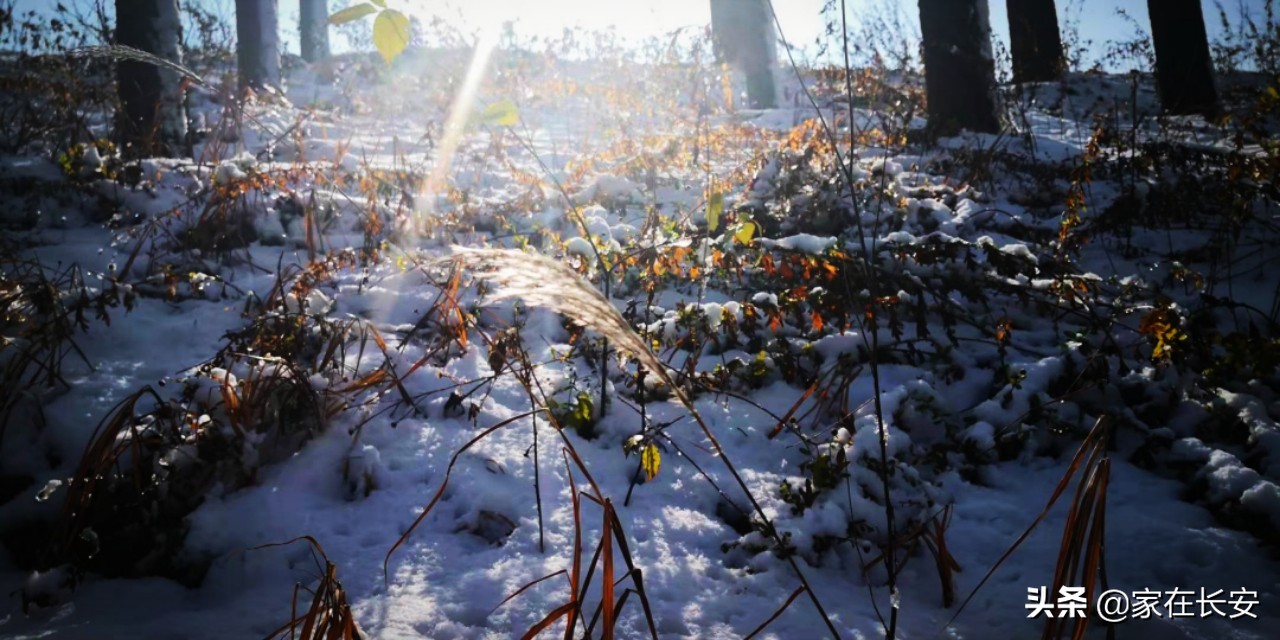 白雪柿子,秦岭草甸高山野菊花