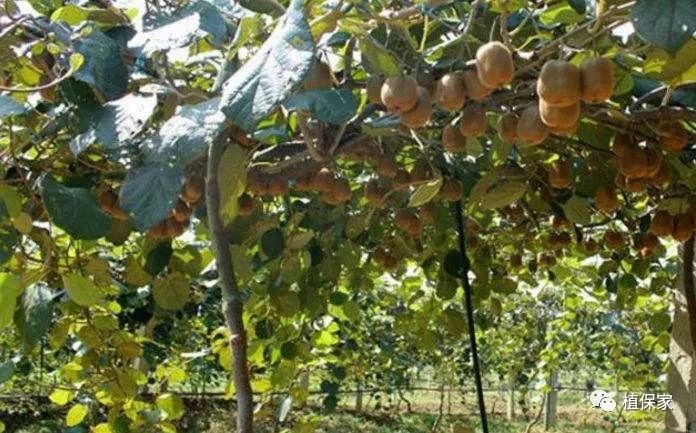 氨基酸聚谷氨酸肥料,聚天门冬氨酸肥料