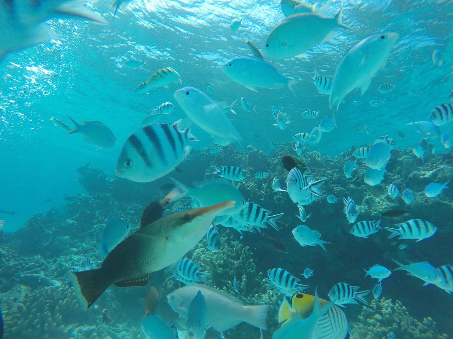 塞班出行小攻略|免签的海岛国家