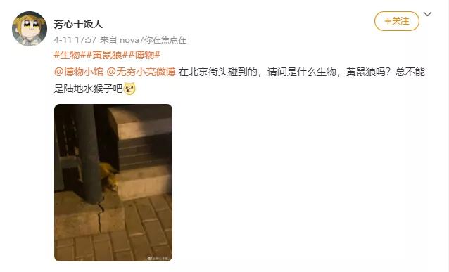 北京的黄鼠狼,北京市区黄鼠狼