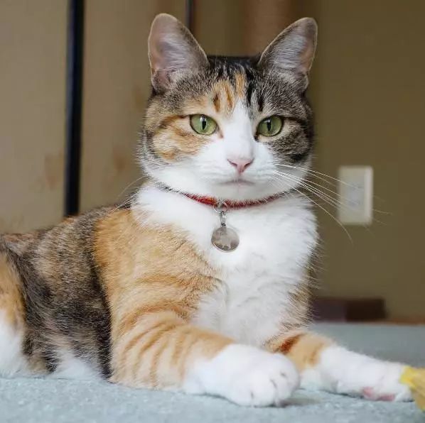 日本猫岛为什么有那么多猫,日本猫岛上为什么有这么多猫