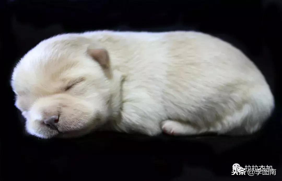 不小心踩到小狗狗了会受伤吗,不小心踩到狗狗嗷嗷叫它会怪你吗