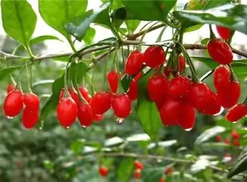 本草精荟书籍,本草纲目记载枸杞子滋肾润肺明目