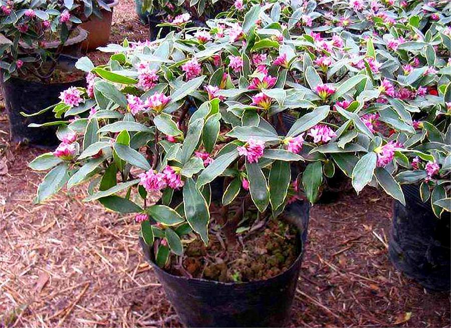 散发花香的盆栽花卉,适合室内盆栽常开花有花香的花卉