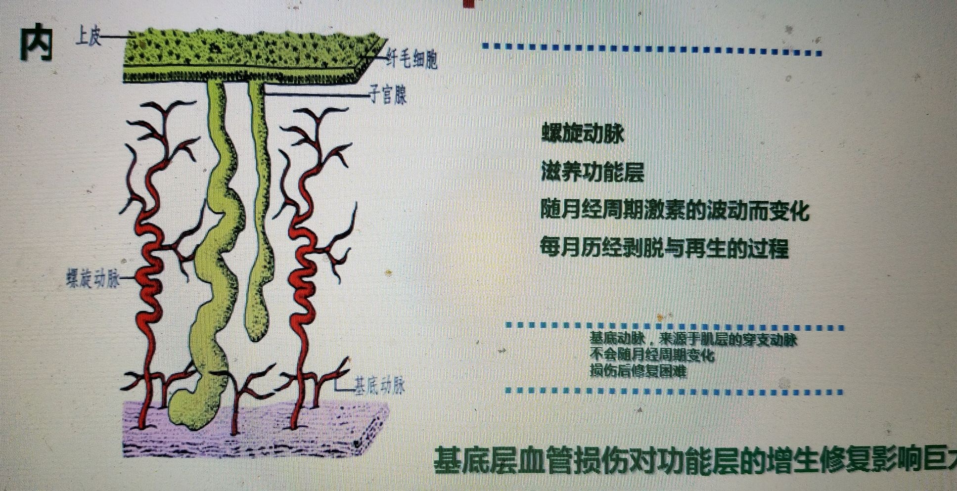 子宫内膜薄怎么办,子宫内膜薄怎么办可以用中药吗