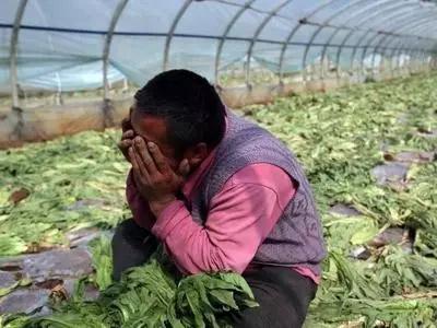 小芈要回农村之城里的菜好贵