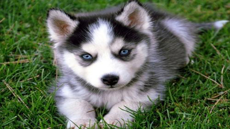 挑选哈士奇性格,挑选哈士奇幼犬技巧