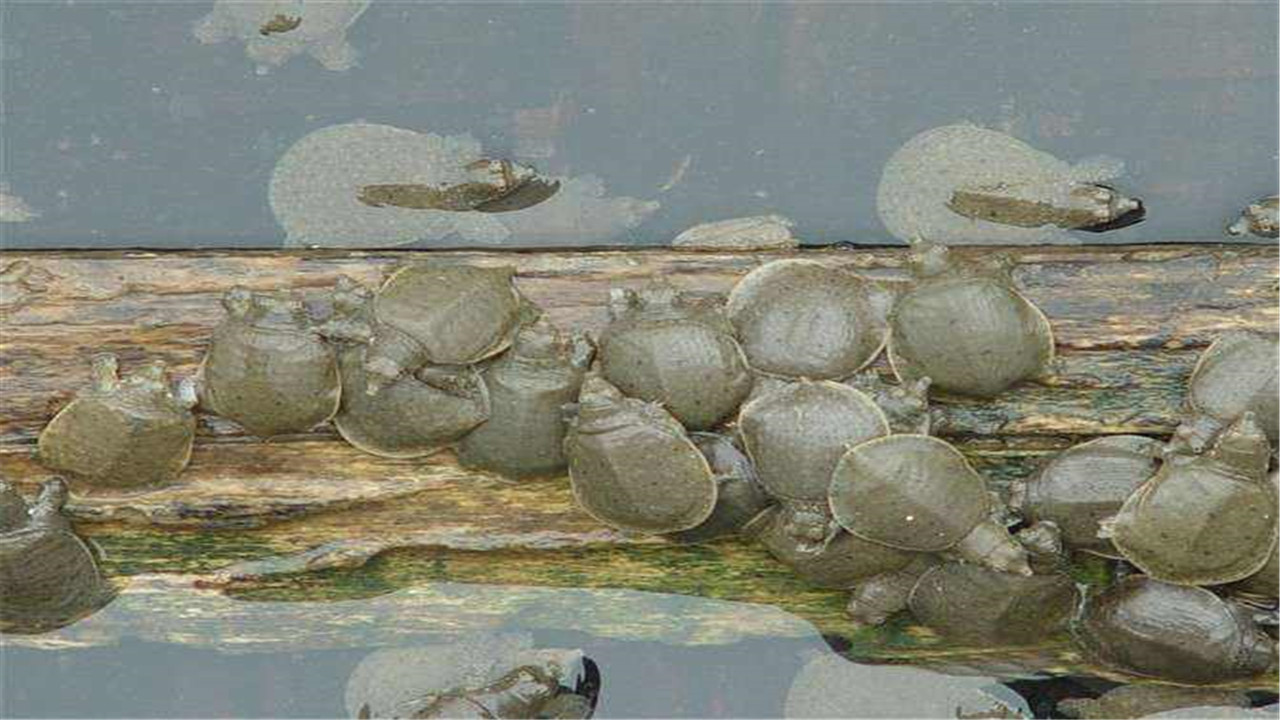 龟鳖养殖技术培训,甲鱼养殖拌料技巧