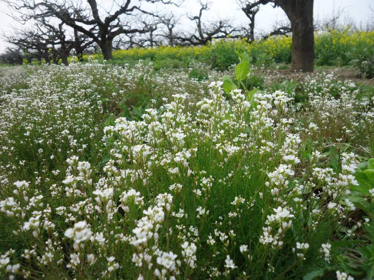 荠菜的功效作用,荠菜的原生图片