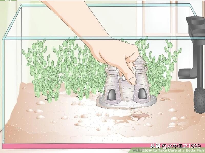 如何养好斗鱼泰国,泰国将军斗鱼饲养