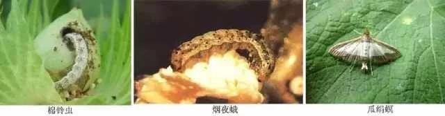 蔬菜害虫最佳防治方法,如何自制杀虫剂防治蔬菜害虫