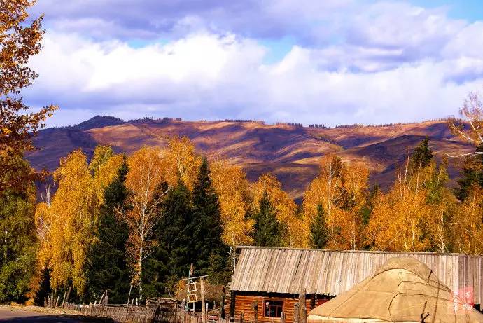 中国鸡尾,中国鸡尾巴