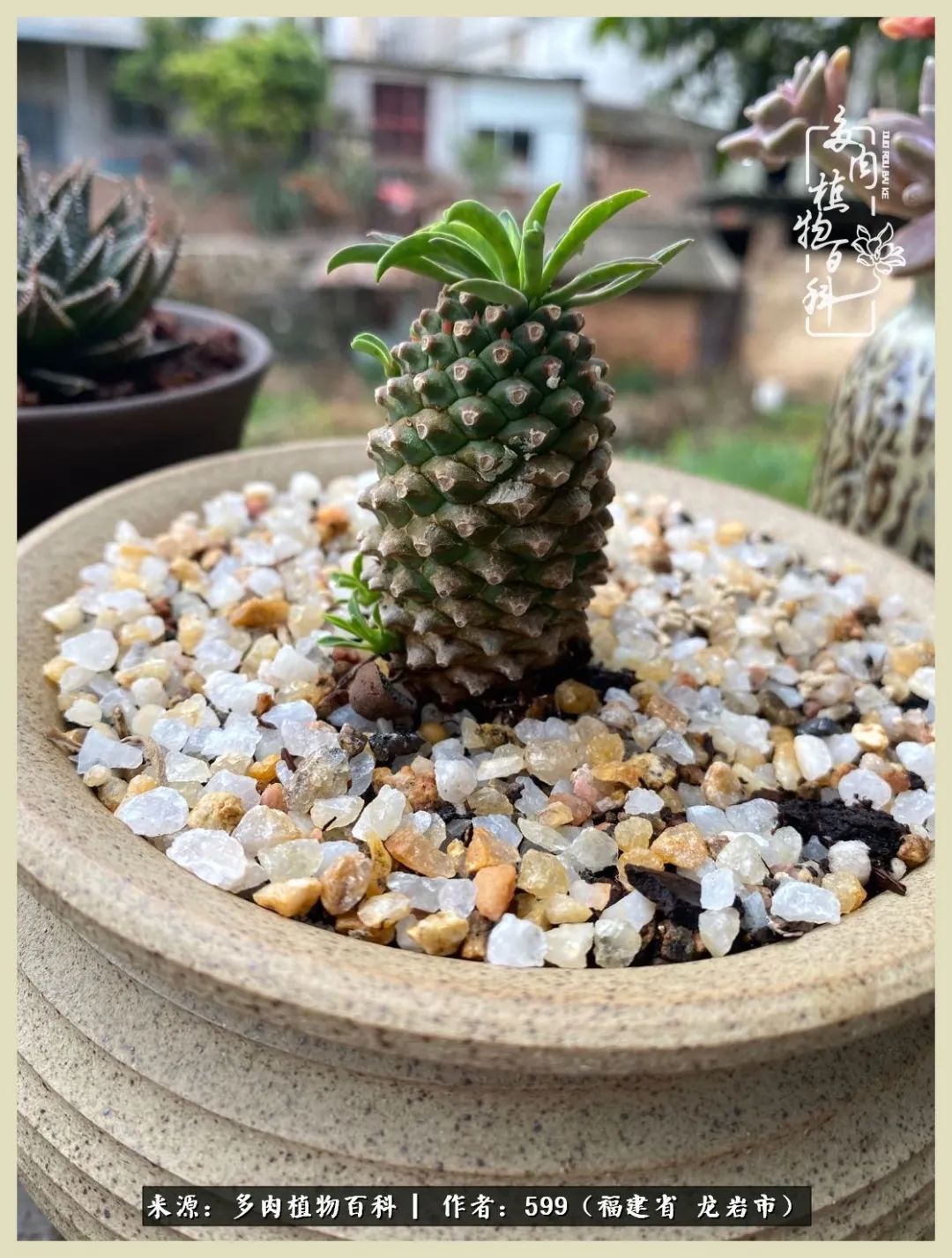 生活需要努力也需要花草,所有的热爱都需要不遗余力图片