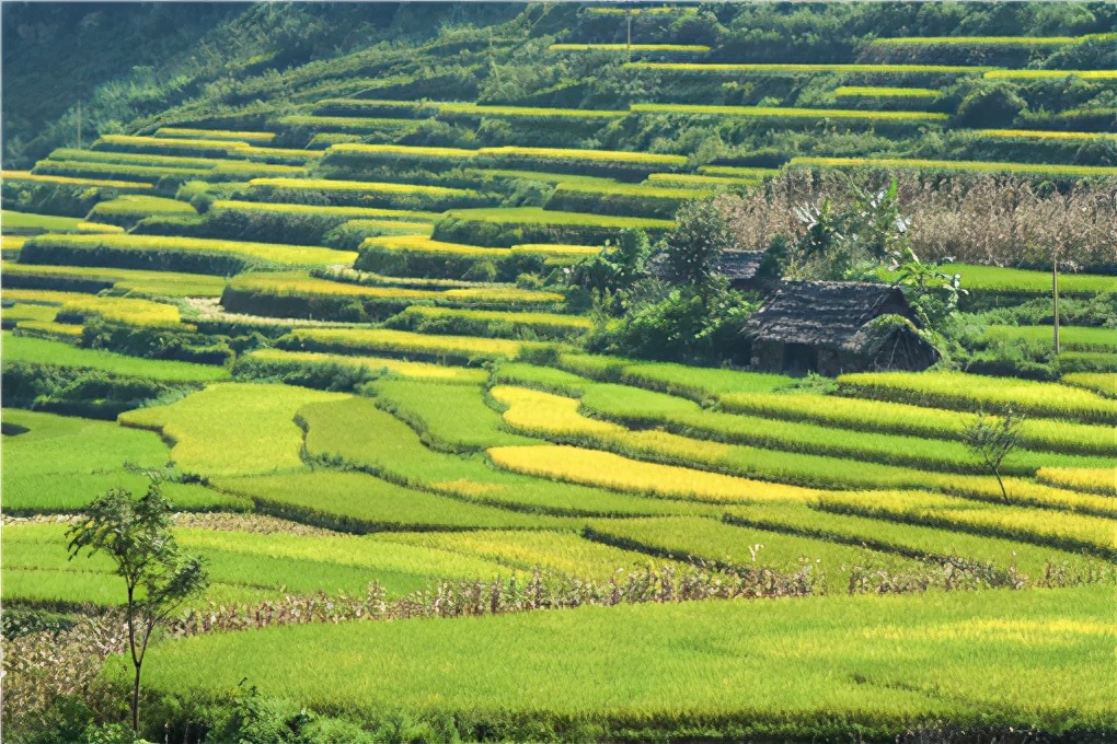 佛手瓜的种植时间和种植要点,佛手瓜的种植时间方法及管理