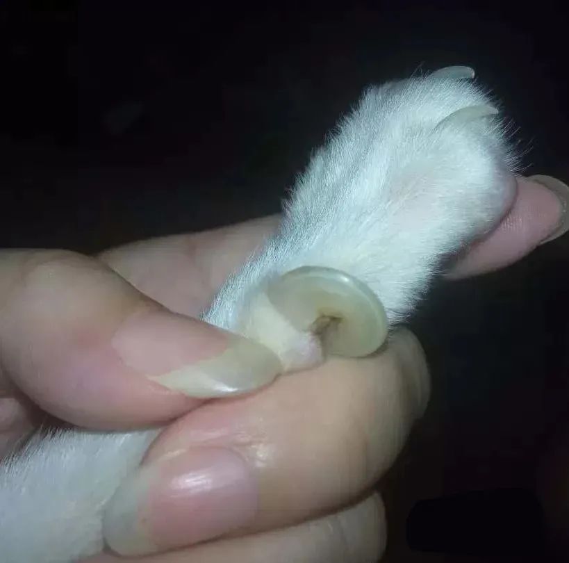 猫咪爪子剪裂开了怎么办,猫咪爪子指甲中间开裂