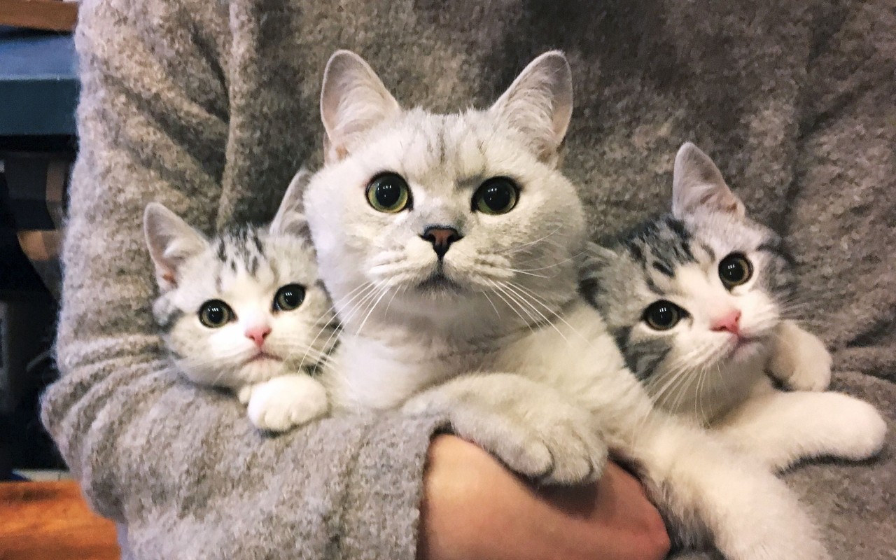 家里小猫咪丢了怎么办,家里猫咪走了怎么处理