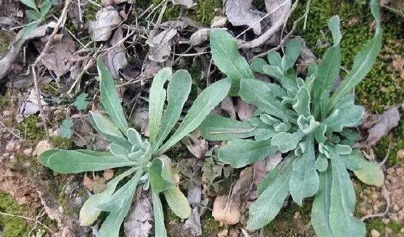 武穴又到挖野菜的时候了,江边好多人都在挖野菜,你吃了吗?