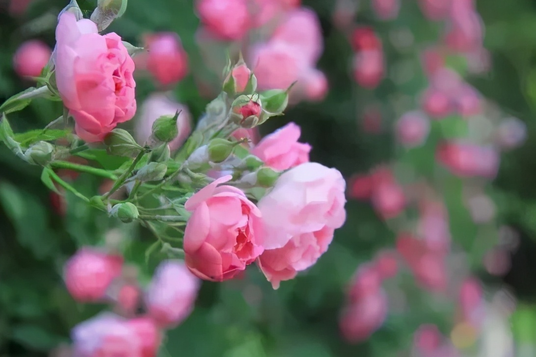 六月：时光煮酒，岁月渐稠