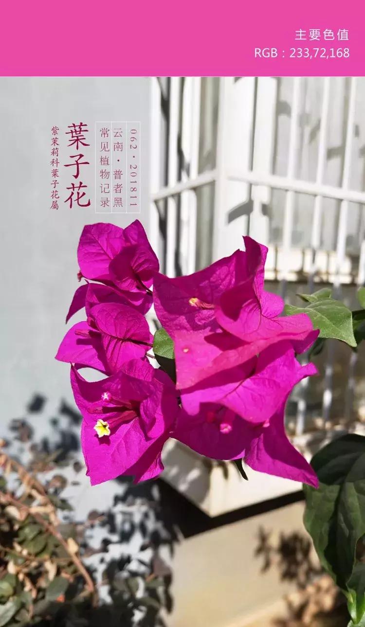 喜欢紫色的女人是不是男朋友多呀,一个喜欢紫色的女孩