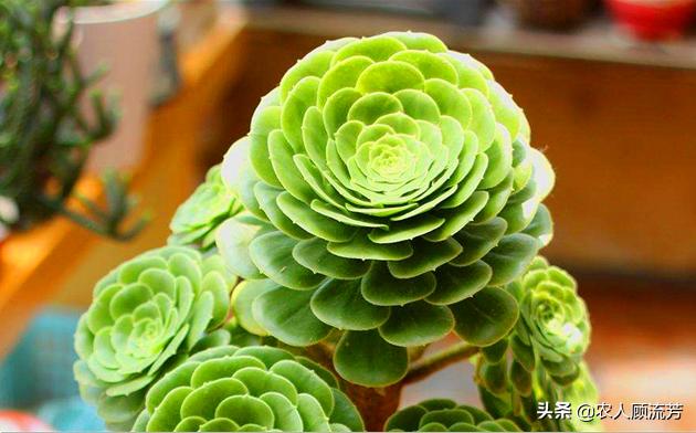 玉龙观音多肉植物品种大全,玉龙观音多肉怎么长得快