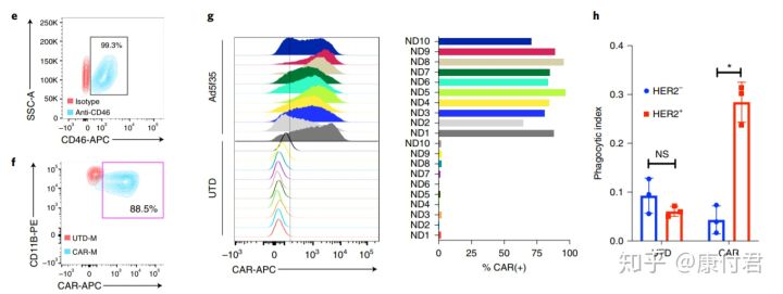 t细胞免疫治疗,t细胞治疗癌症