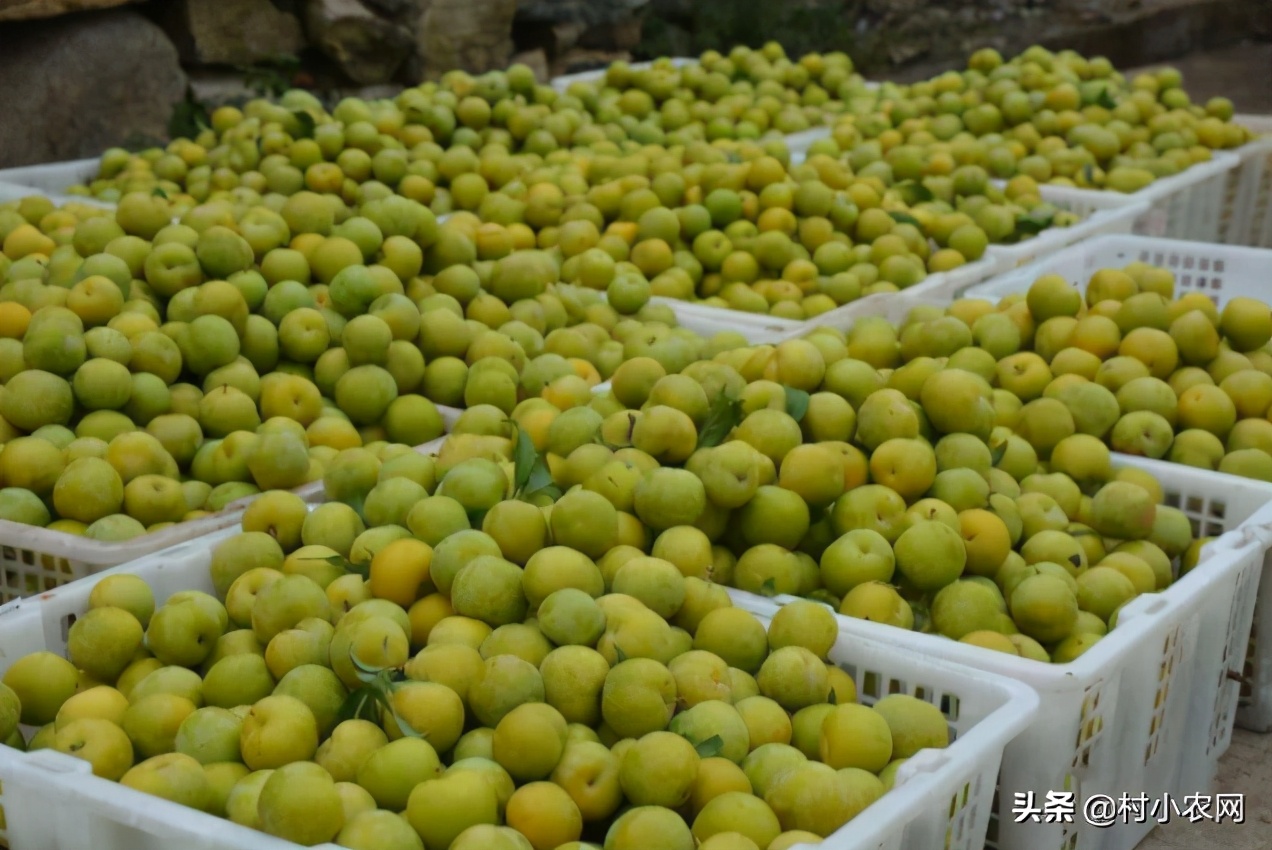 农村创业2021年种植什么前景最好,适合农村的创业好项目养殖