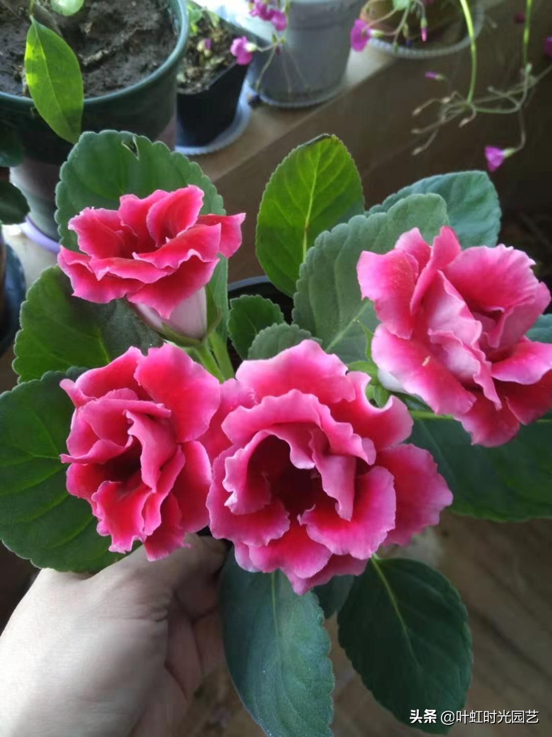 花大色艳大岩桐，冬季应该这么养