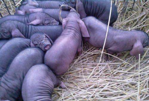 怎么确认*猪种**妊娠，预产期推算及分娩接产技术！