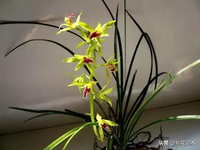 莲瓣兰的花和春剑的花有什么区别,春剑春兰莲瓣兰豆瓣兰怎么区分