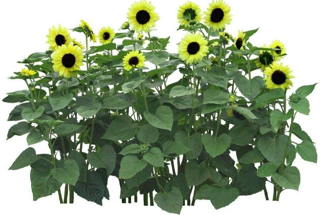 植物百科及寓意,植物百科知识大全