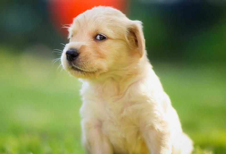 狗狗如果不听话就让它怕你,对狗狗做5件事它可能会讨厌你