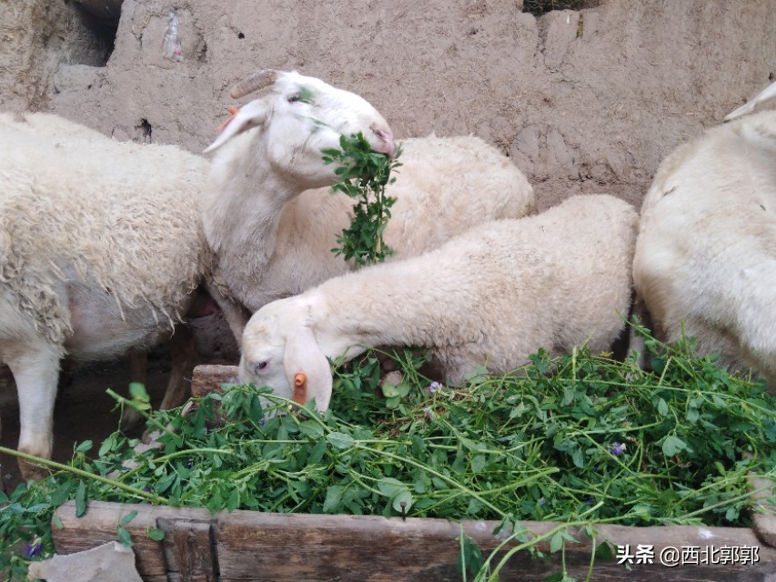 羊误食了化肥怎么办,母羊误食农药没有及时发现