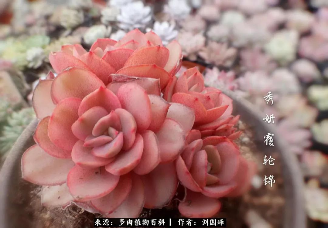 七百元打造的多肉王国，你还缺什么？