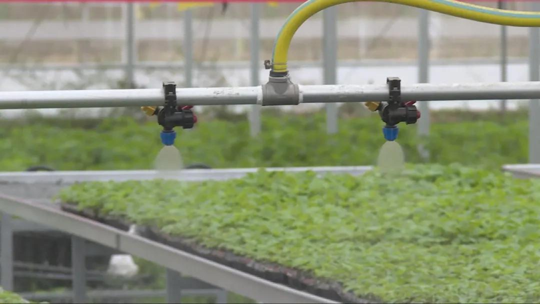 特色农业致富模式,农业致富新道路