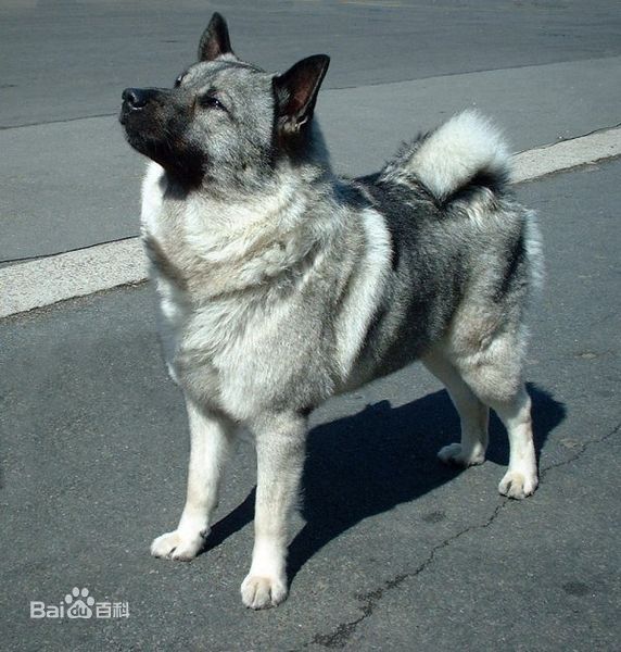 宠物狗大全免费观看,什么狗最好养又听话又聪明大型犬