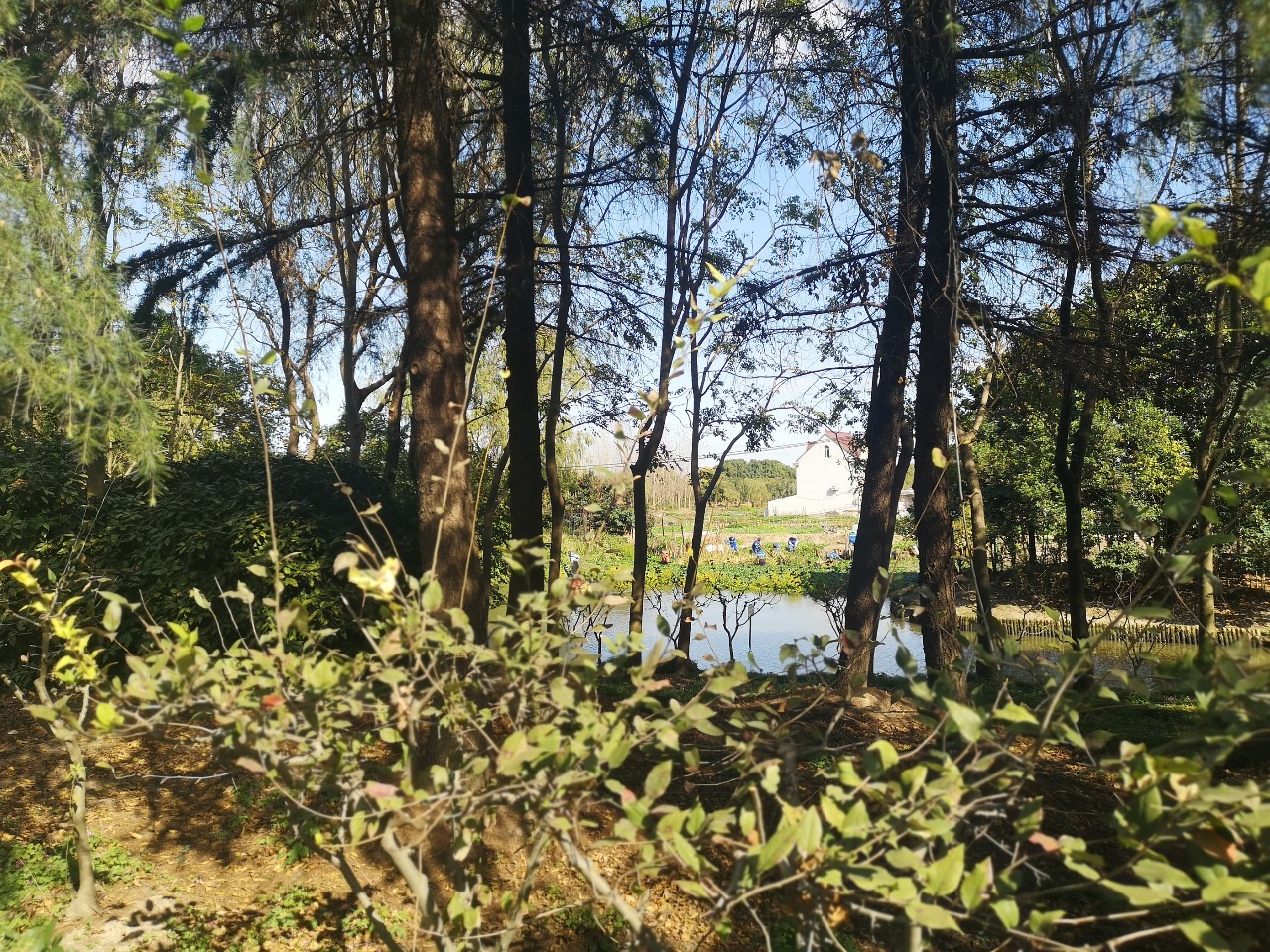 浦东唐镇位置好不好,上海浦东唐镇有什么发展