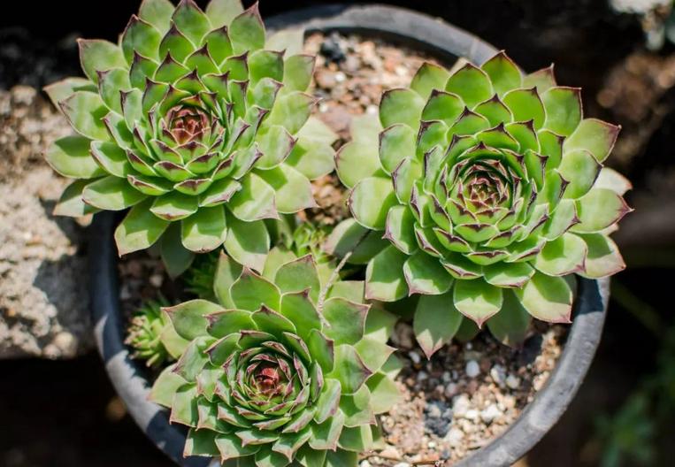 多肉芽点不爆侧芽怎样处理,多肉怎么爆侧芽不用药