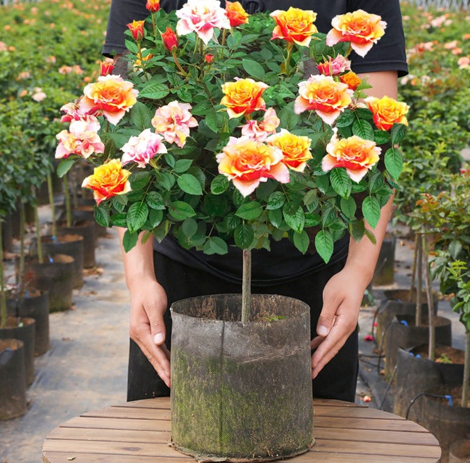 100种月季经典品种,100种经典月季品种