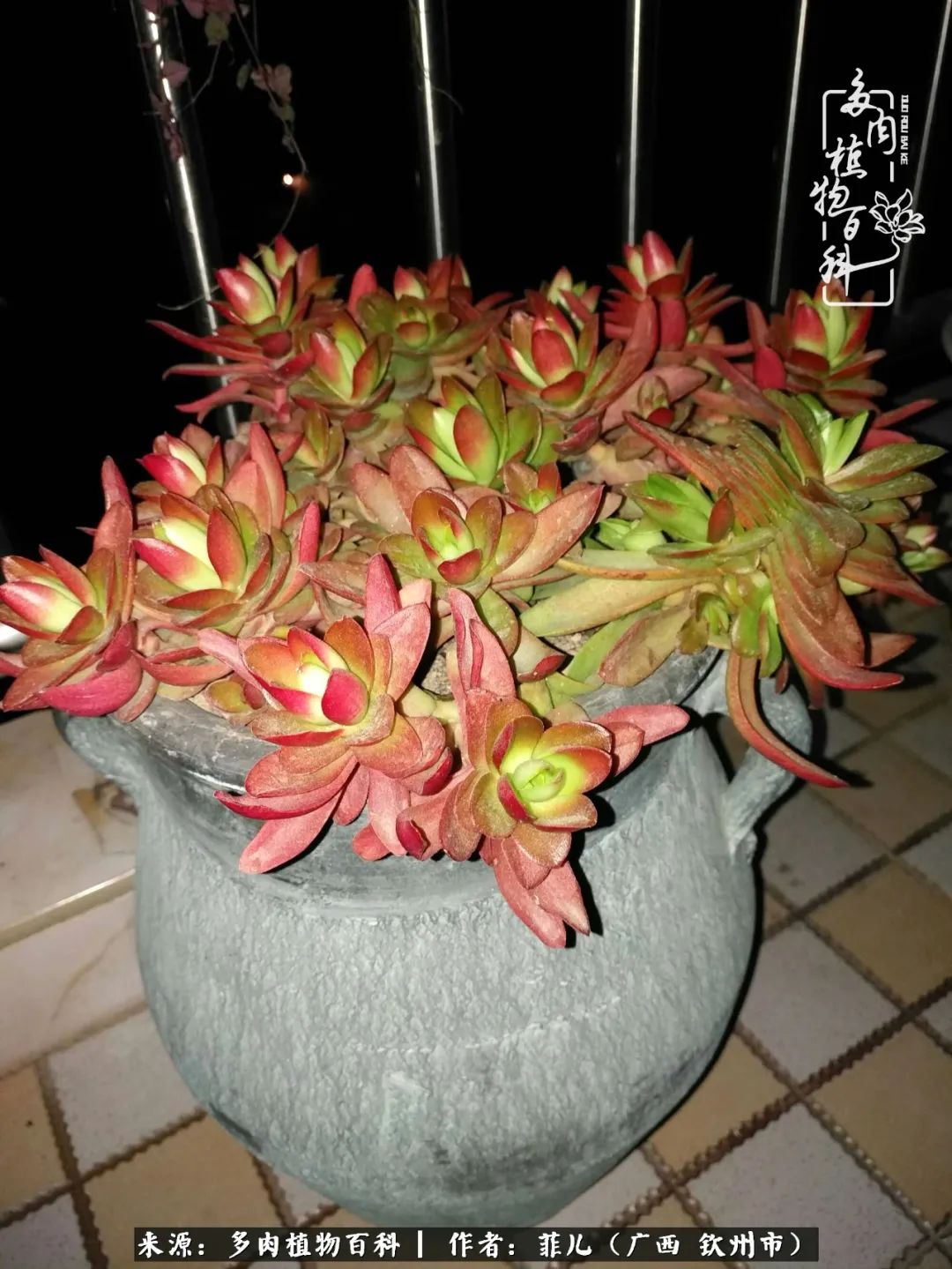 多肉相伴的感悟,与多肉为伴的时光真的很美好